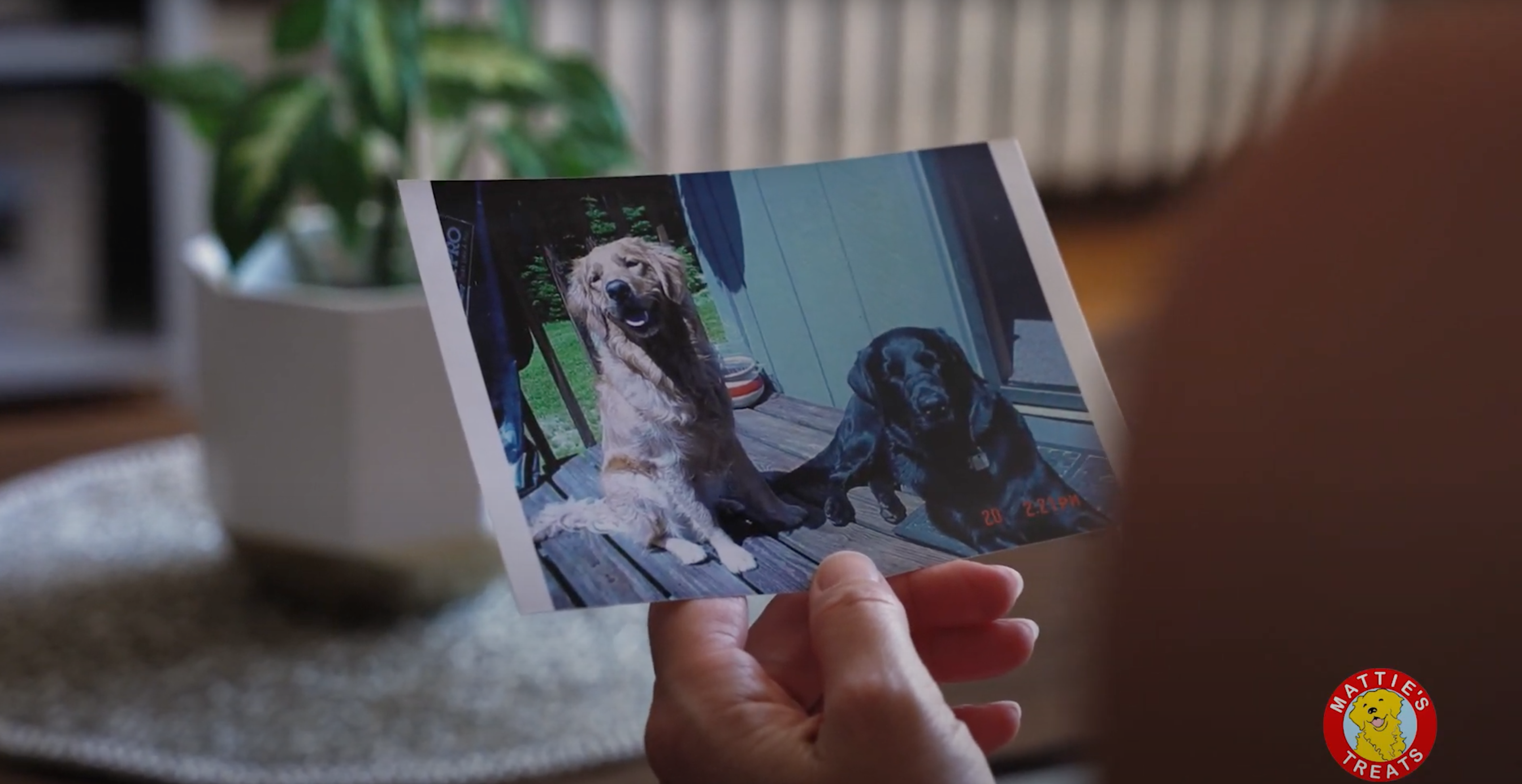 Mattie's healthy treats for dogs with kidney disease hot sale